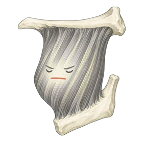 咬肌